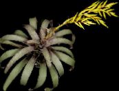 Topfblumen Vriesea grasig foto, Merkmale gelb