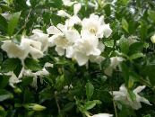 Pot Flowers Cape jasmine shrub, Gardenia photo, characteristics white