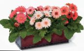 des fleurs en pot Daisy Transvaal herbeux, Gerbera photo, les caractéristiques rose