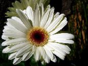 Topfblumen Transvaal Daisy grasig, Gerbera foto, Merkmale weiß