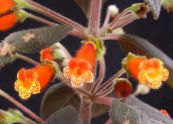 Topfblumen Baum Gloxinia grasig, Kohleria foto, Merkmale orange