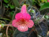 I fiori domestici Albero Gloxinia erbacee, Kohleria foto, caratteristiche rosa