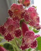 I fiori domestici Albero Gloxinia erbacee, Kohleria foto, caratteristiche vinoso