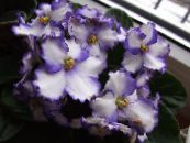 Pot Flowers African violet herbaceous plant, Saintpaulia photo, characteristics white