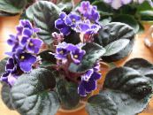 Pot Flowers African violet herbaceous plant, Saintpaulia photo, characteristics purple