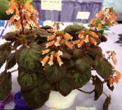 des fleurs en pot Smithiantha herbeux photo, les caractéristiques orange