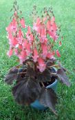 des fleurs en pot Smithiantha herbeux photo, les caractéristiques rose