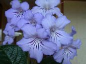 I fiori domestici Strep erbacee, Streptocarpus foto, caratteristiche azzurro