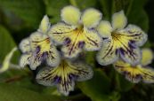 Topfblumen Hals grasig, Streptocarpus foto, Merkmale gelb