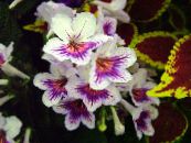 I fiori domestici Strep erbacee, Streptocarpus foto, caratteristiche bianco