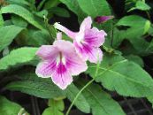 I fiori domestici Strep erbacee, Streptocarpus foto, caratteristiche lilla