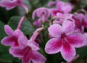 I fiori domestici Strep erbacee, Streptocarpus foto, caratteristiche rosa