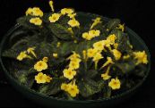 Pot Flowers Episcia herbaceous plant photo, characteristics yellow