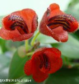 Topfblumen Lippenstift-Anlage,  grasig, Aeschynanthus foto, Merkmale rot