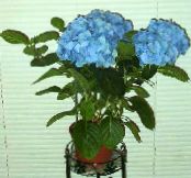 Hydrangea, Lacecap (Hydrangea hortensis) Sträucher hellblau, Merkmale, foto