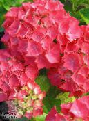 I fiori domestici Ortensia, Lacecap gli arbusti, Hydrangea hortensis foto, caratteristiche rosso