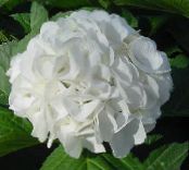 I fiori domestici Ortensia, Lacecap gli arbusti, Hydrangea hortensis foto, caratteristiche bianco