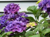 I fiori domestici Ortensia, Lacecap gli arbusti, Hydrangea hortensis foto, caratteristiche lilla