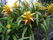 des fleurs en pot Guzmania herbeux photo, les caractéristiques jaune