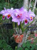 Topfblumen Dendrobium Orchidee grasig foto, Merkmale flieder