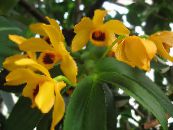 Pot Flowers Dendrobium Orchid herbaceous plant photo, characteristics yellow