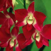 Pot Flowers Dendrobium Orchid herbaceous plant photo, characteristics red
