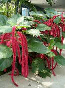 Cat Tail, Chenille Plant, Red Hot Cattail, Foxtail, Red Hot Poker (Acalypha hispida) Shrub red, characteristics, photo