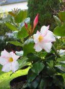 I fiori domestici Dipladenia, Mandevilla le piante rampicante foto, caratteristiche bianco
