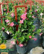 Pot Flowers Dipladenia, Mandevilla hanging plant photo, characteristics pink