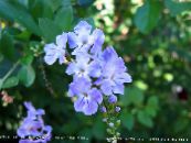 Pot Flowers Duranta, Honey Drops, Golden Dewdrop, Pigeon Berry tree photo, characteristics light blue