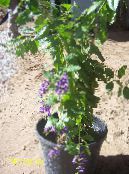 Pot Flowers Duranta, Honey Drops, Golden Dewdrop, Pigeon Berry tree photo, characteristics dark blue