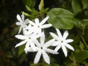 I fiori domestici Gelsomino la liana, Jasminum foto, caratteristiche bianco