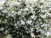 I fiori domestici Gelsomino la liana, Jasminum foto, caratteristiche bianco