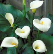 I fiori domestici Calla erbacee, Zantedeschia foto, caratteristiche bianco