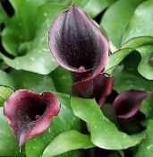 Arum lily (Zantedeschia) Herbaceous Plant claret, characteristics, photo