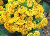  Slipper flower herbaceous plant, Calceolaria photo, characteristics yellow