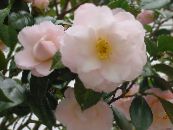 Pot Flowers Camellia tree photo, characteristics white