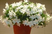 I fiori domestici Campanula le piante rampicante foto, caratteristiche bianco