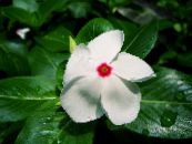 des fleurs en pot Pervenche De Madagascar, Vinca des arbustes, Catharanthus photo, les caractéristiques blanc