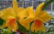 I fiori domestici Orchidea Cattleya erbacee foto, caratteristiche giallo