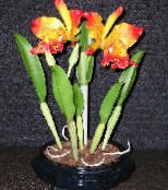 I fiori domestici Orchidea Cattleya erbacee foto, caratteristiche arancione