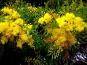 Topfblumen Akazie sträucher, Acacia foto, Merkmale gelb