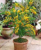 Pot Flowers Acacia shrub photo, characteristics yellow