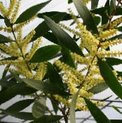 I fiori domestici Acacia gli arbusti foto, caratteristiche giallo
