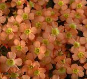 I fiori domestici Oxalis erbacee foto, caratteristiche arancione