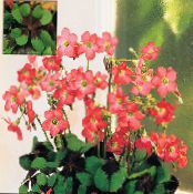 I fiori domestici Oxalis erbacee foto, caratteristiche rosso