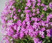 Pot Flowers Oxalis herbaceous plant photo, characteristics pink