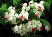 I fiori domestici Clerodendron gli arbusti, Clerodendrum foto, caratteristiche bianco