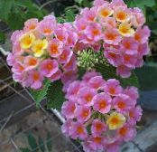 des fleurs en pot Lantana des arbustes photo, les caractéristiques rose