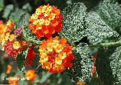 Pot Flowers lantana shrub photo, characteristics orange